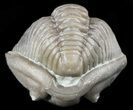 Wide Enrolled Flexicalymene Trilobite - Ohio #55410-3